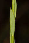 Florida yellow flax